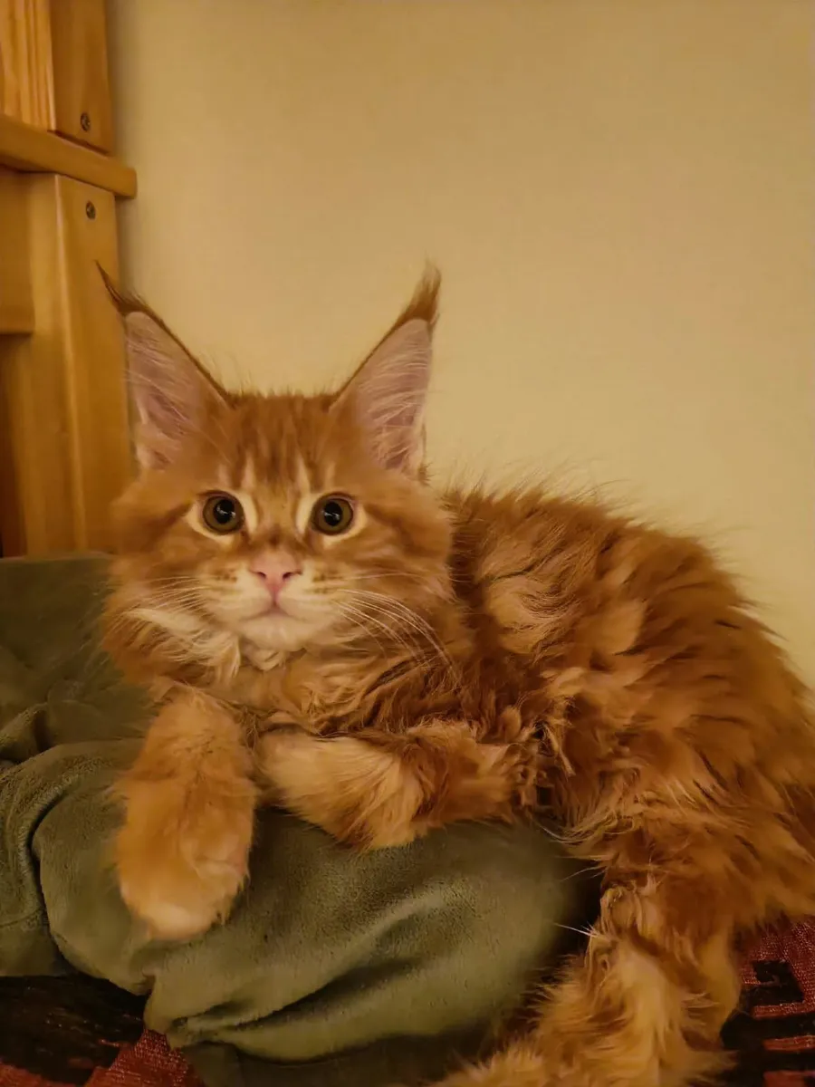 Maine Coon Ilyas (WCF registered) for sale. - Image 4