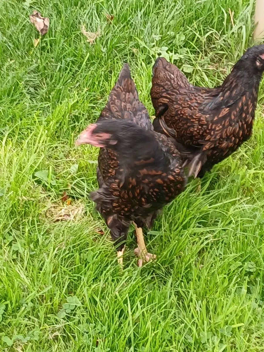 Double laced Barnevelder pullets for €15 each - Image 2