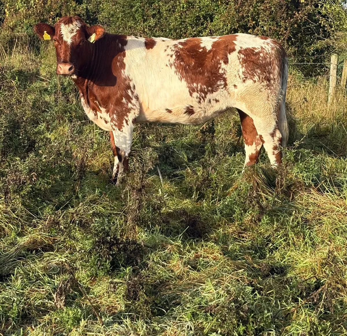 20 heifers for sale at Ballymahon Mart - Image 3