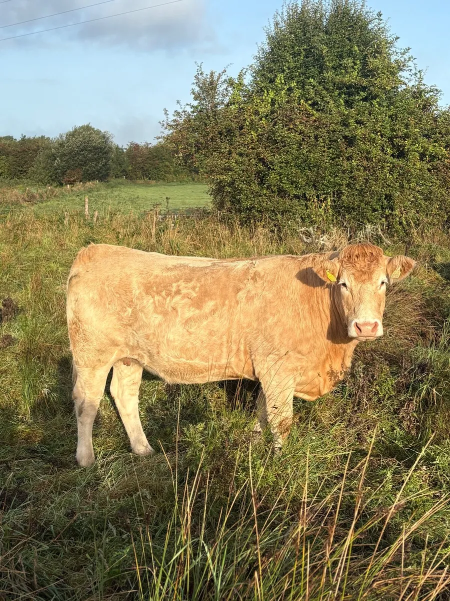 20 heifers for sale at Ballymahon Mart - Image 4
