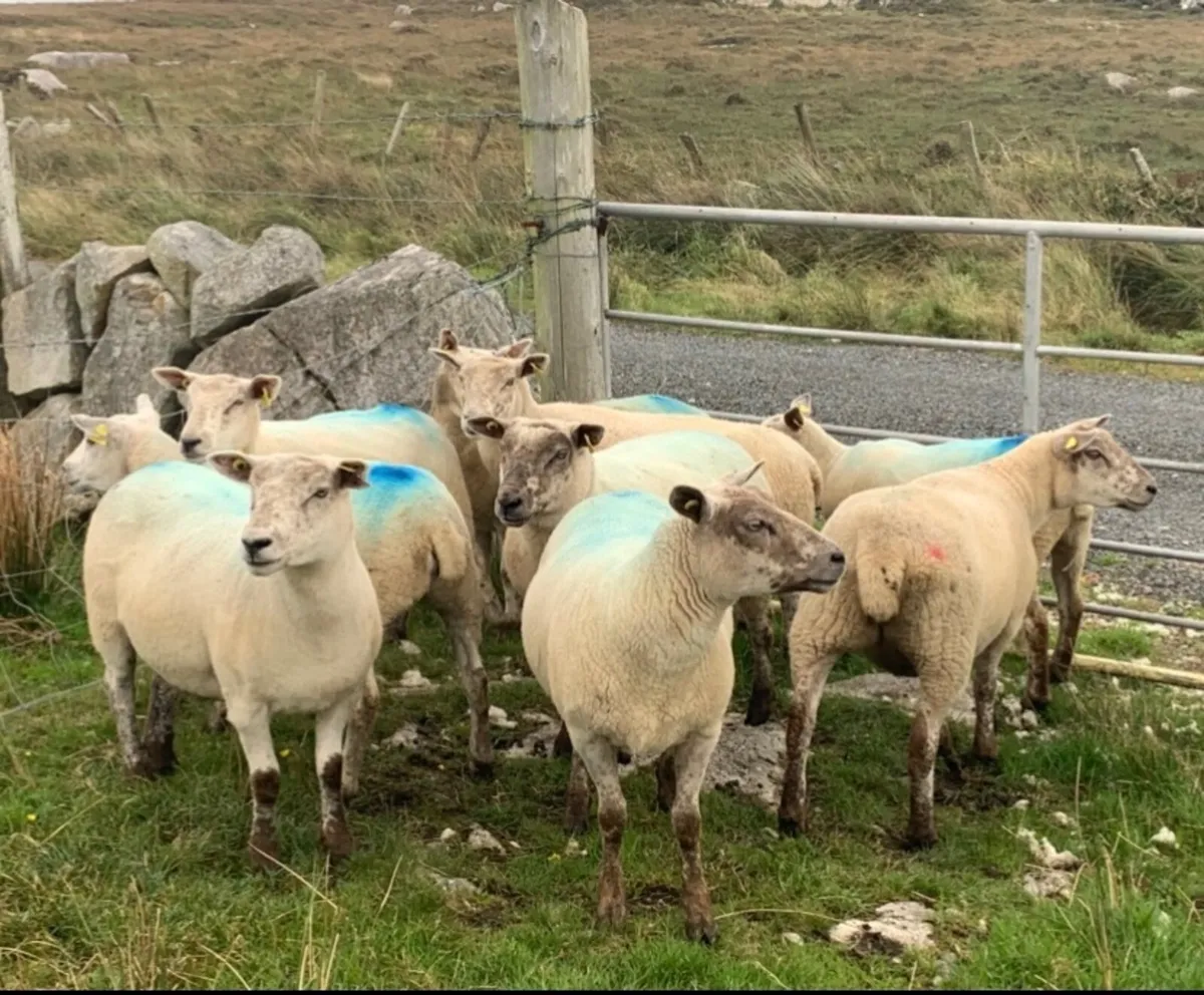Texel x Ewe Hoggets - Image 1