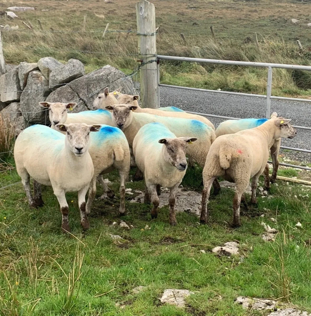 Texel x Ewe Hoggets - Image 4