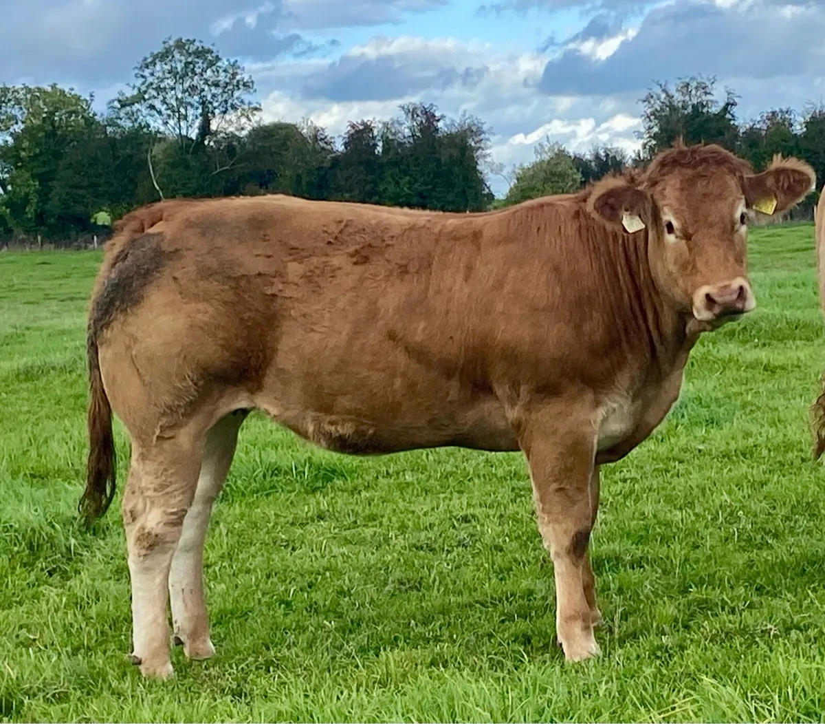Special Pedigree Graiggoch Rambo heifer - Image 1