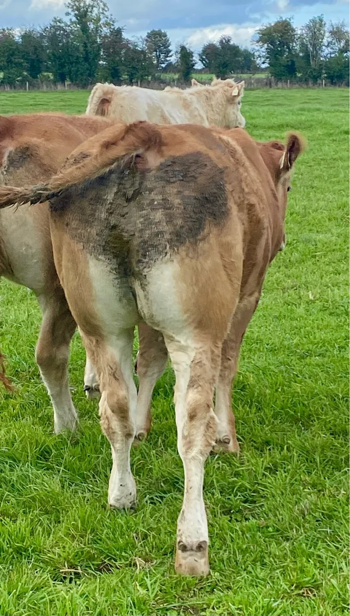 Special Pedigree Graiggoch Rambo heifer - Image 2