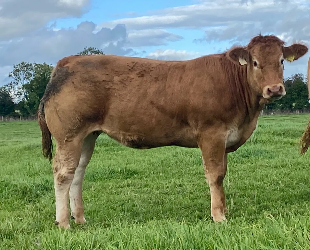Special Pedigree Graiggoch Rambo heifer - Image 3