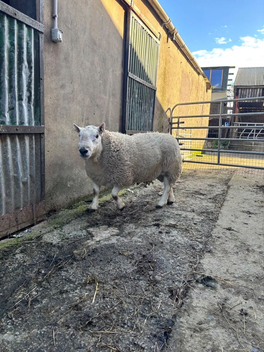 Lairg Cheviot ram - Image 2