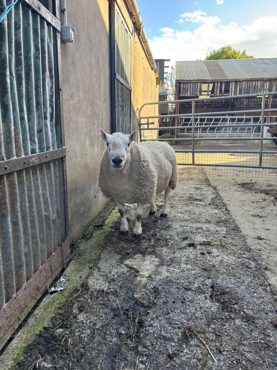 Lairg Cheviot ram - Image 3
