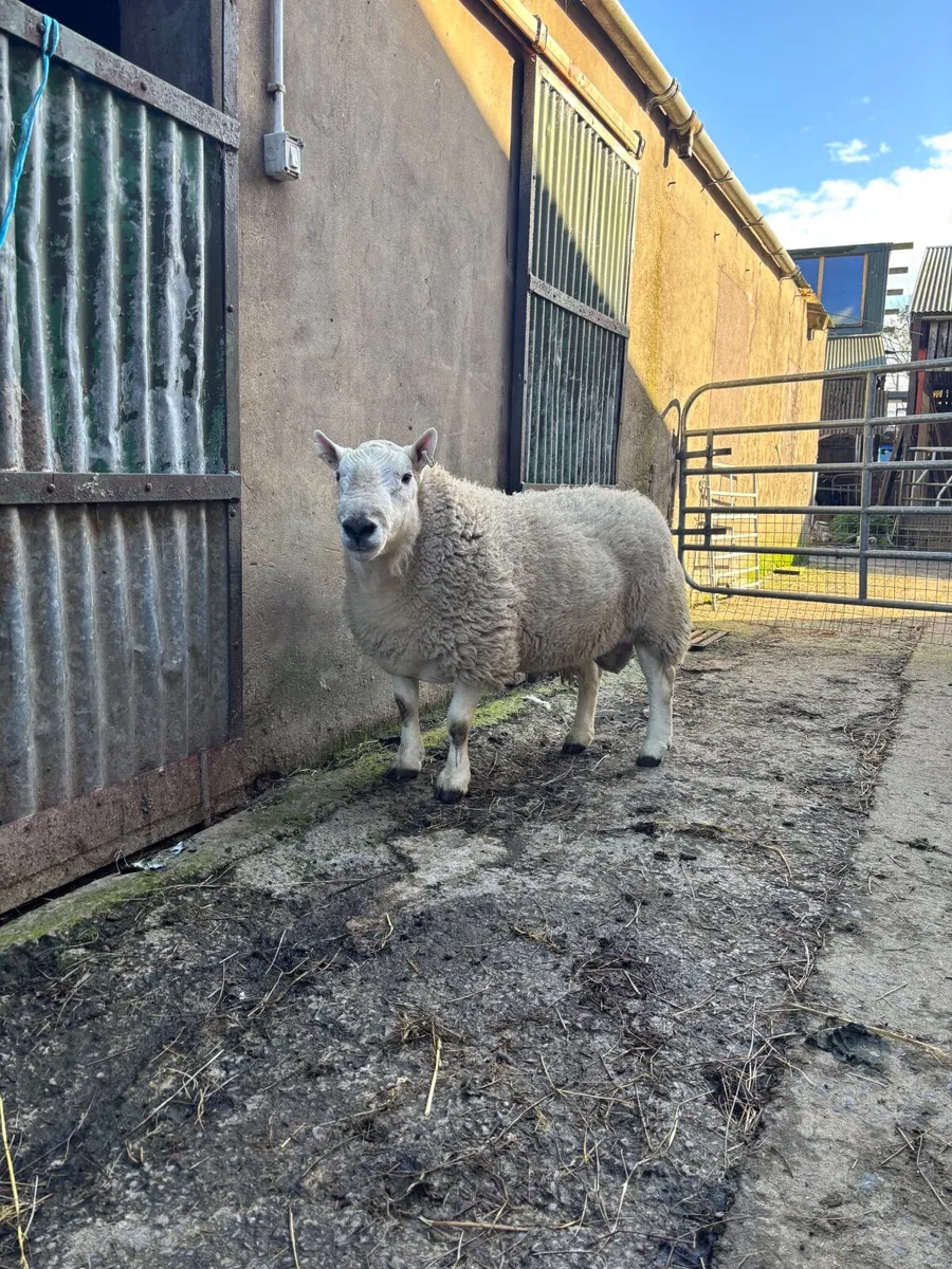 Lairg Cheviot ram - Image 4