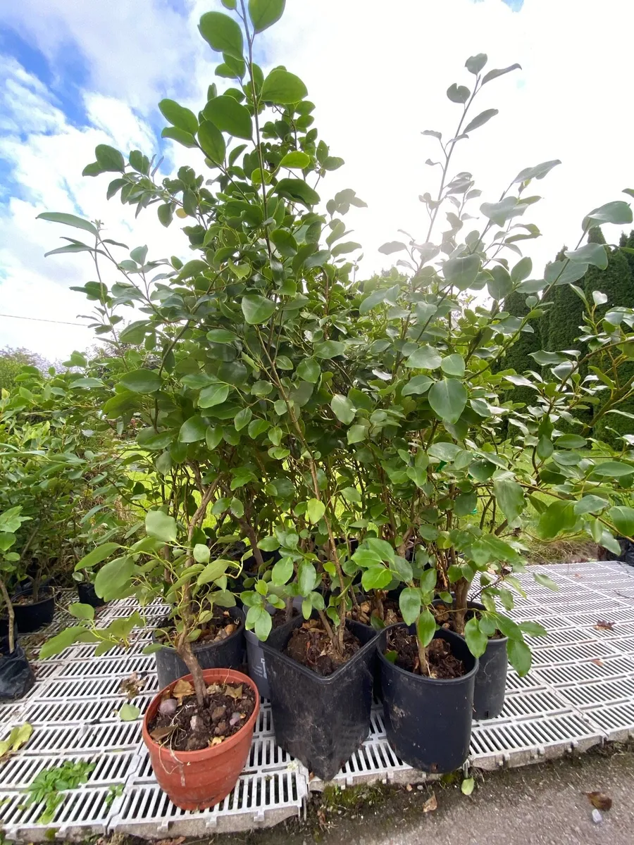 Large Griselinia 4-6 ft in large pots - Image 1