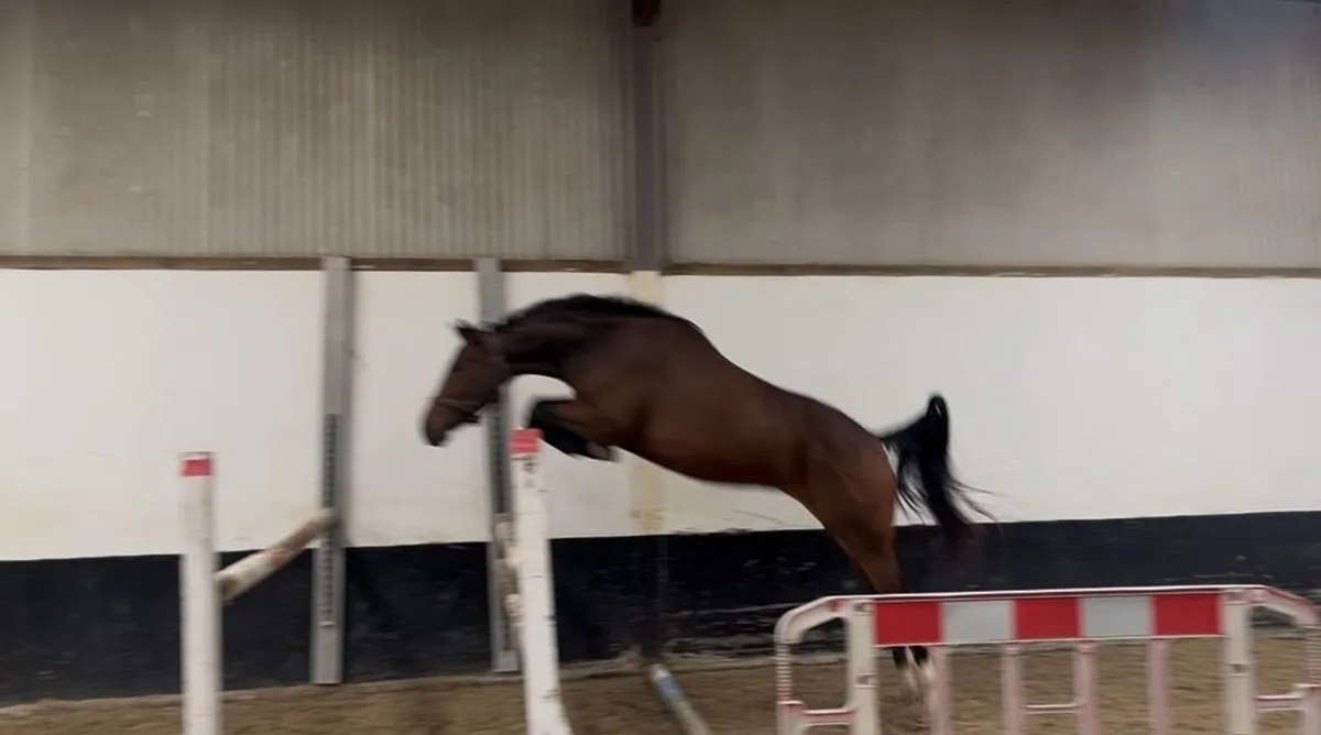 Horse - Image 1