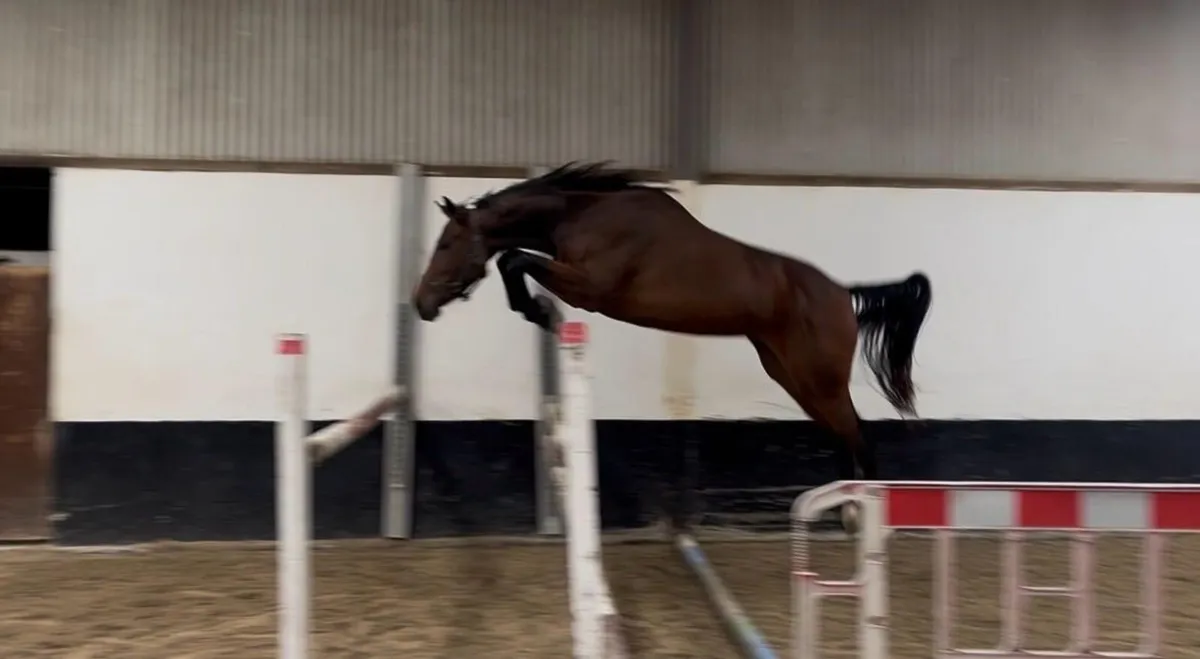 Horse - Image 2