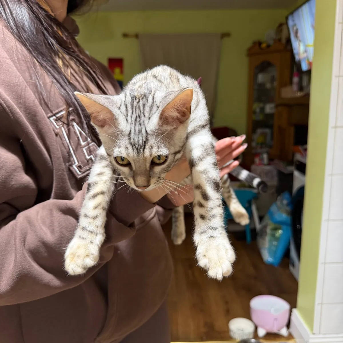 Bengal kitten - Image 1