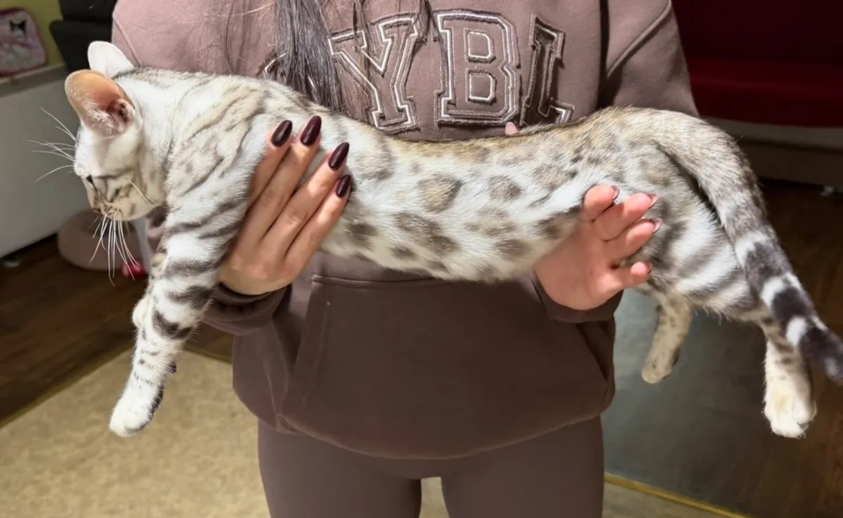 Bengal kitten - Image 2