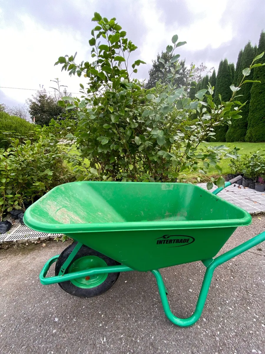 Large Griselinia 4-6 ft in large pots - Image 2