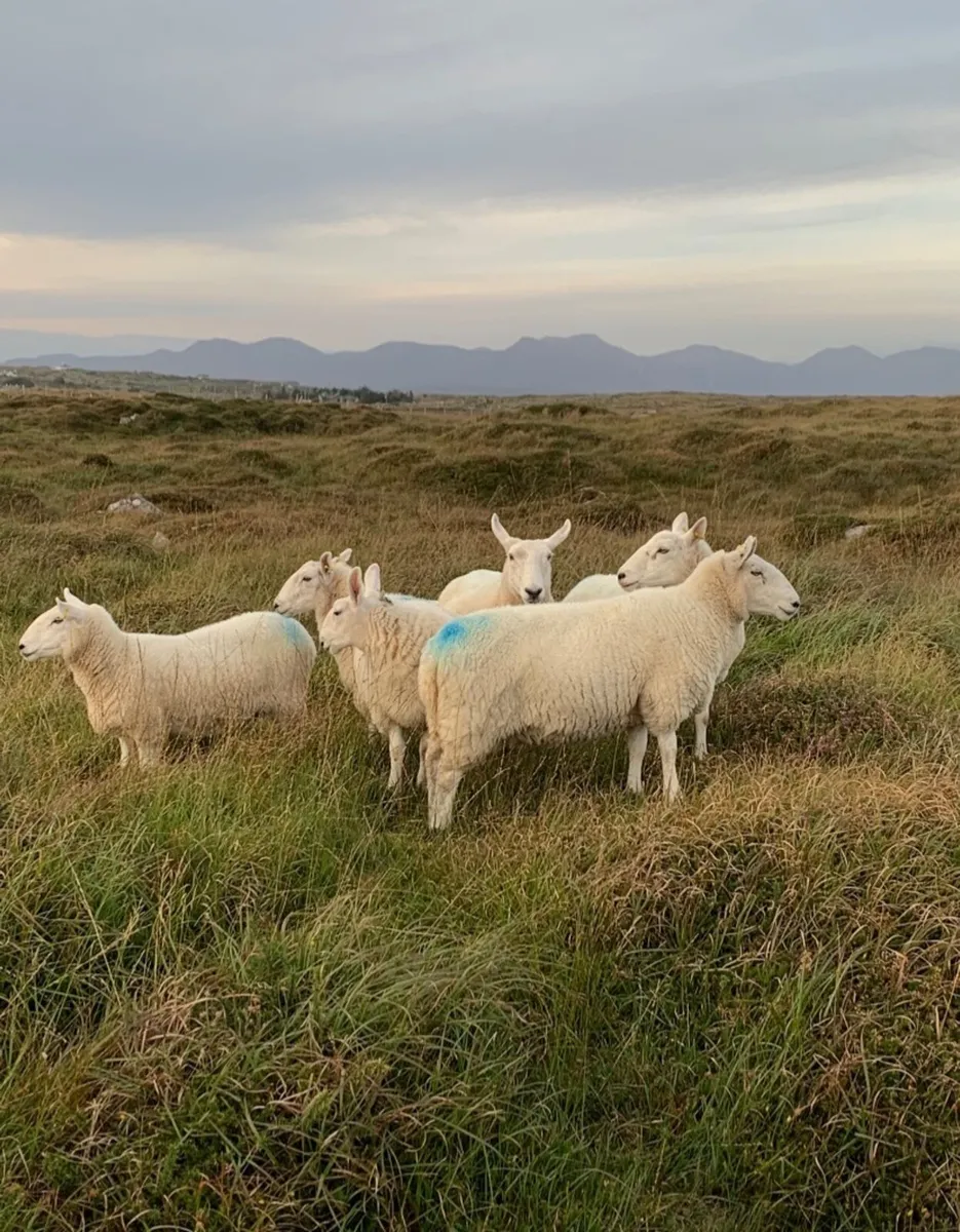NC Cheviot x ewes - Image 1