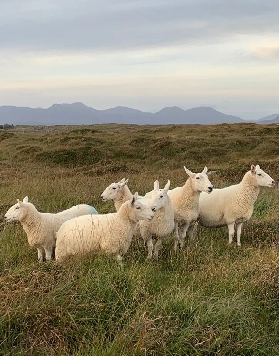NC Cheviot x ewes - Image 2