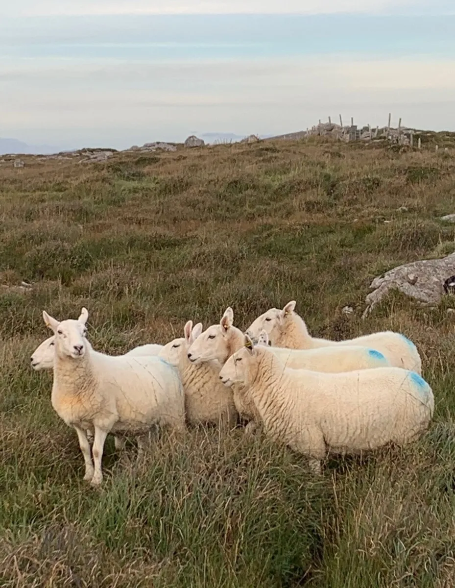 NC Cheviot x ewes - Image 3