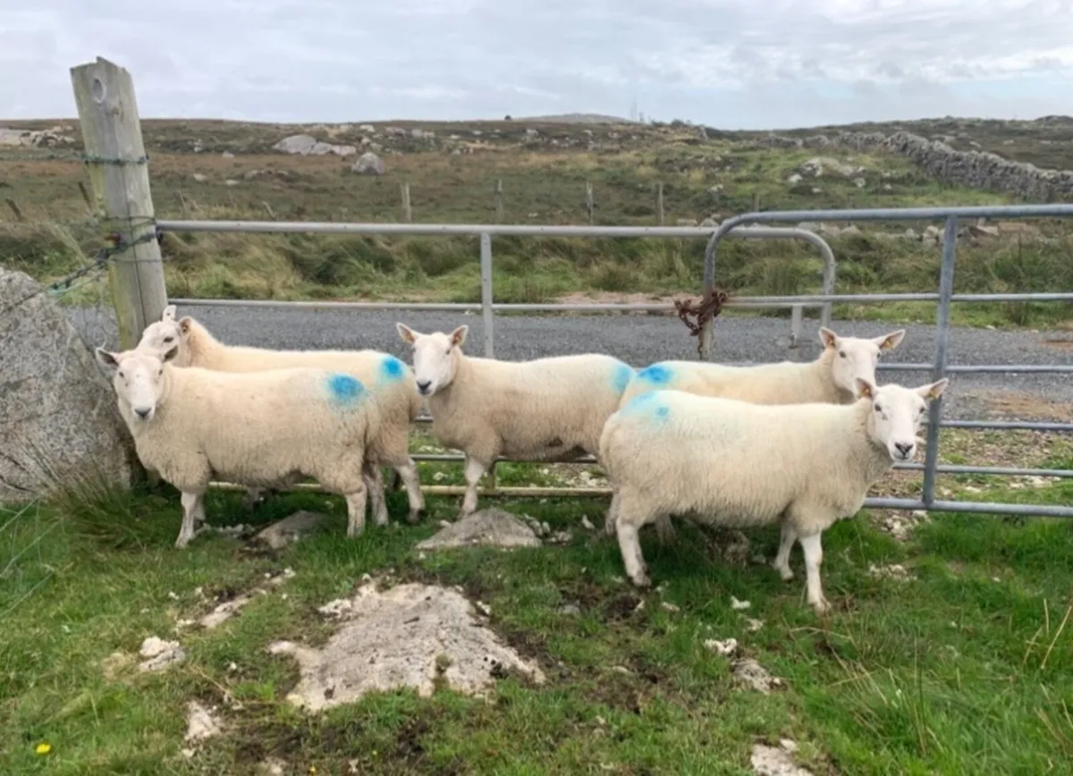 NC Cheviot x ewes - Image 4
