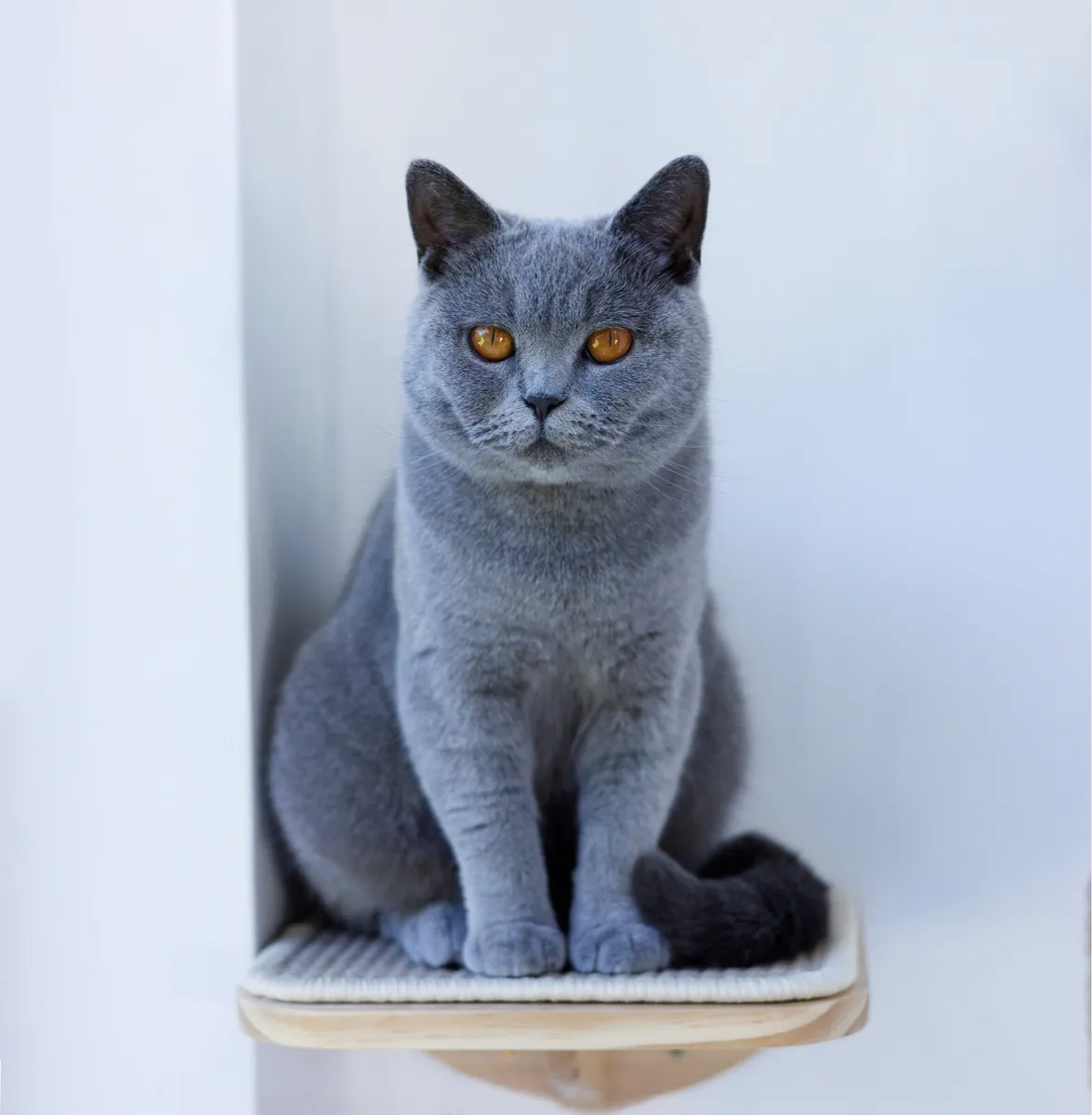 British Shorthair - 2 year old - purebred GCCFI - Image 1