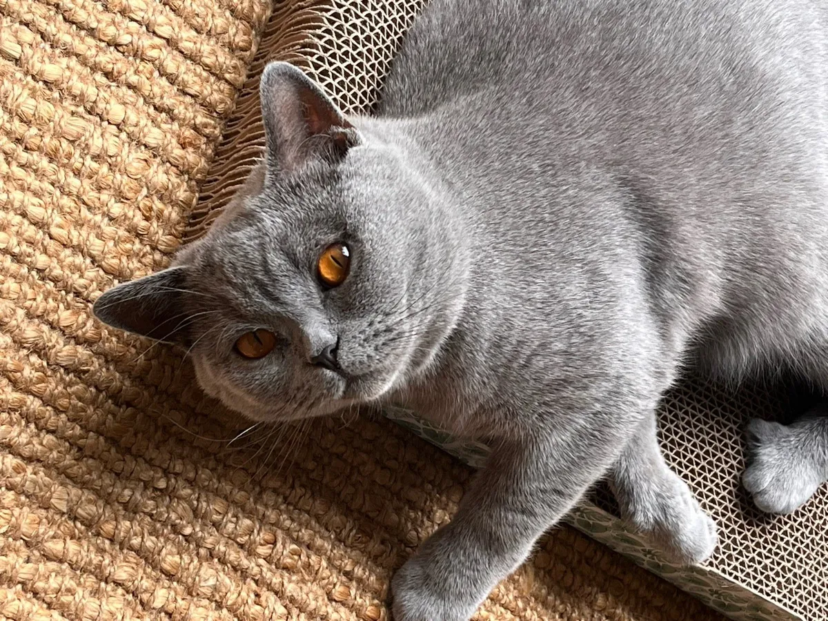 British Shorthair - 2 year old - purebred GCCFI - Image 2