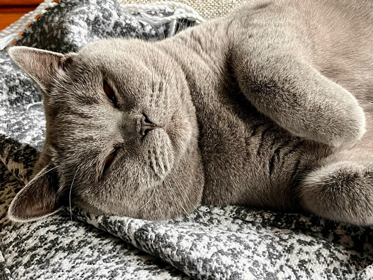 British Shorthair - 2 year old - purebred GCCFI - Image 3