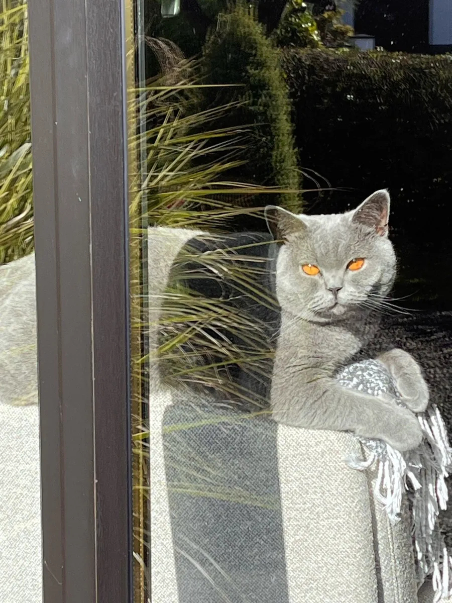 British Shorthair - 2 year old - purebred GCCFI - Image 4