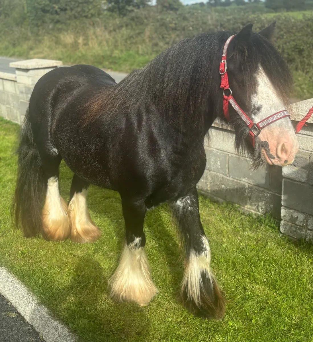 Very good 5 year old Cob Mare - Image 2