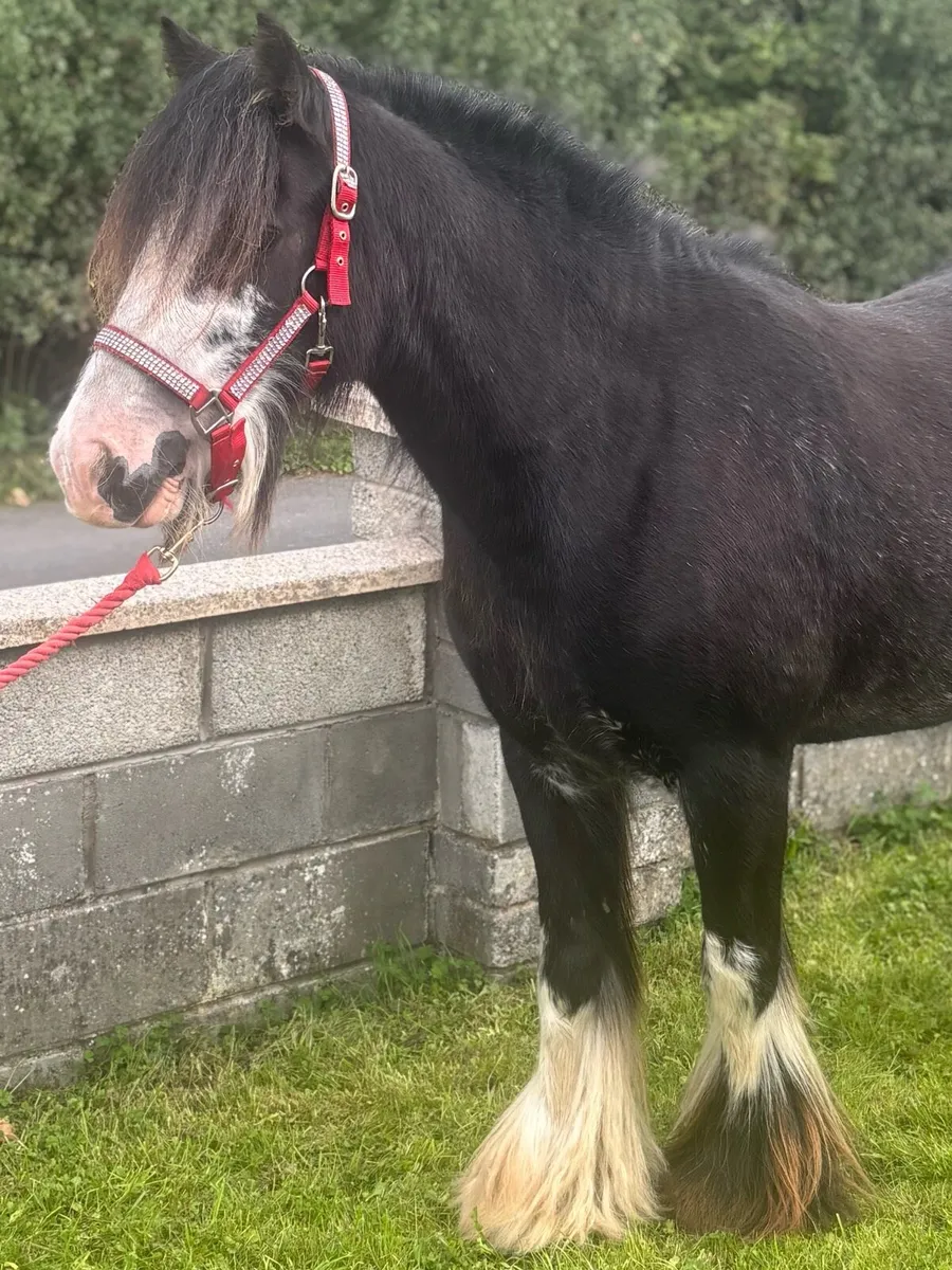 Very good 5 year old Cob Mare - Image 3