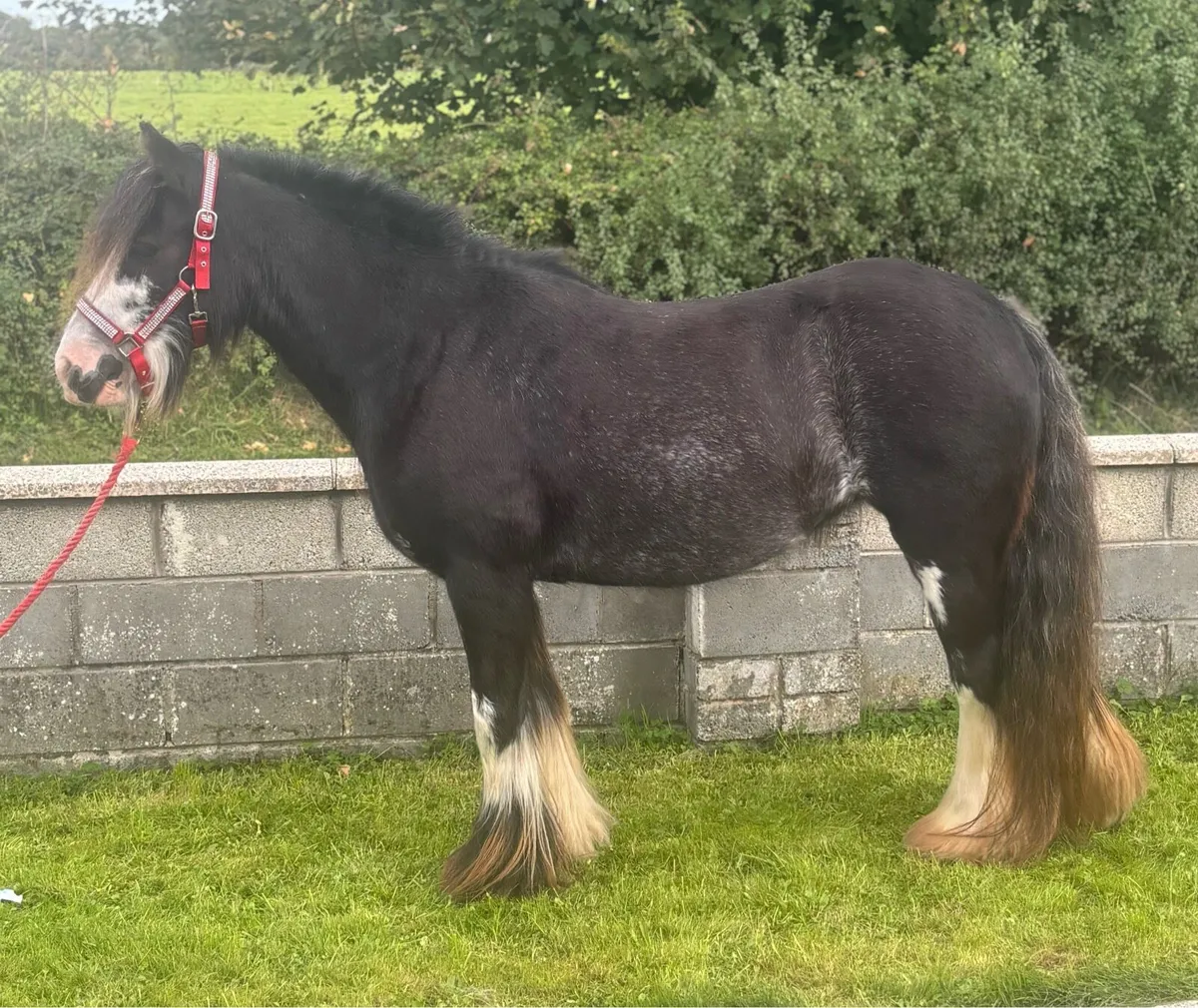 Very good 5 year old Cob Mare - Image 4