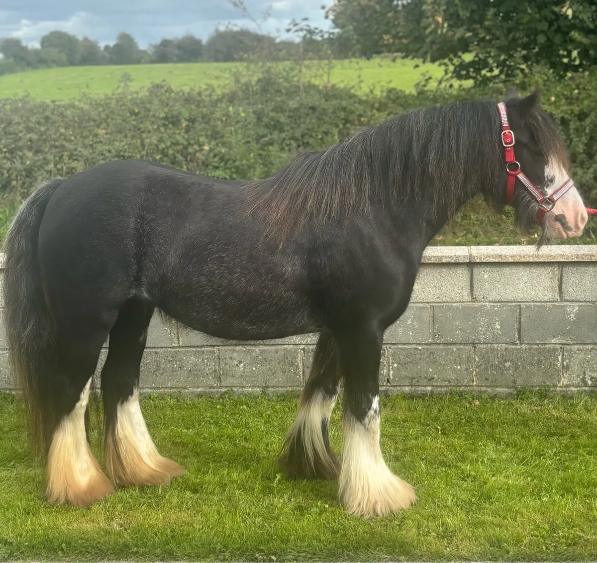 Very good 5 year old Cob Mare - Image 4