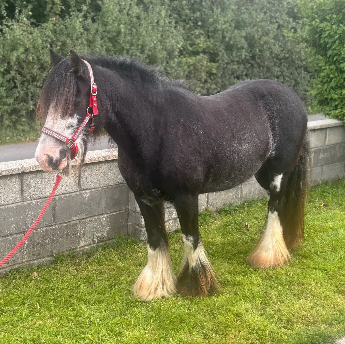 Very good 5 year old Cob Mare - Image 1