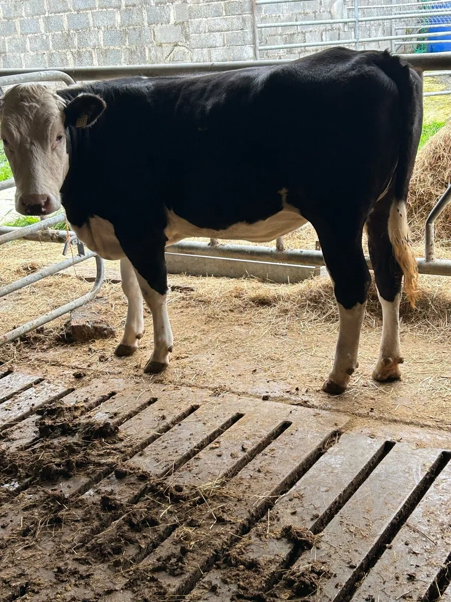 Hereford heifer - Image 1