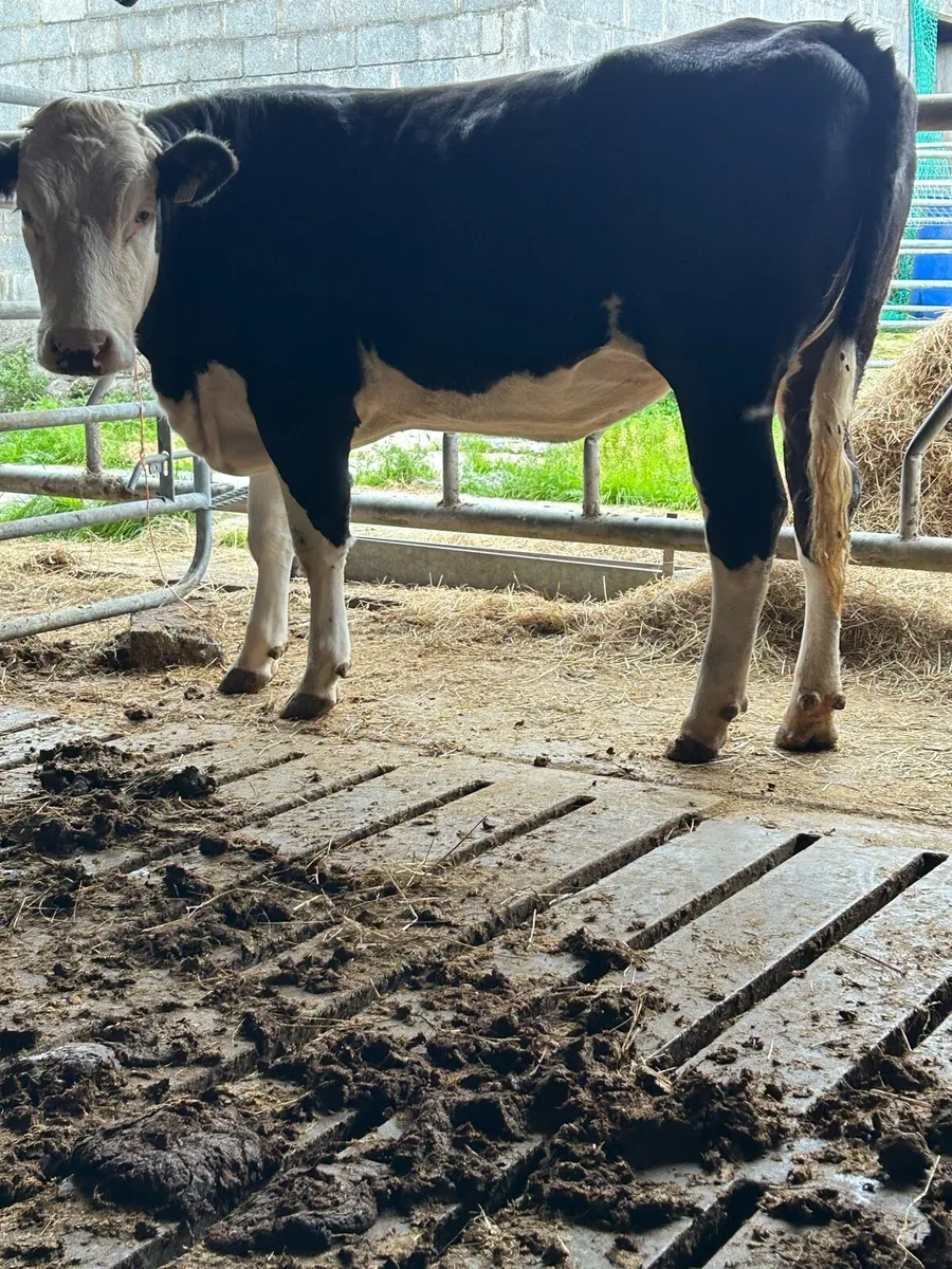 Hereford heifer - Image 2