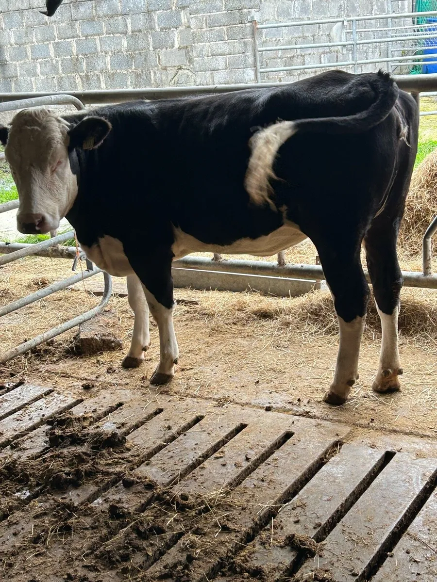Hereford heifer - Image 3