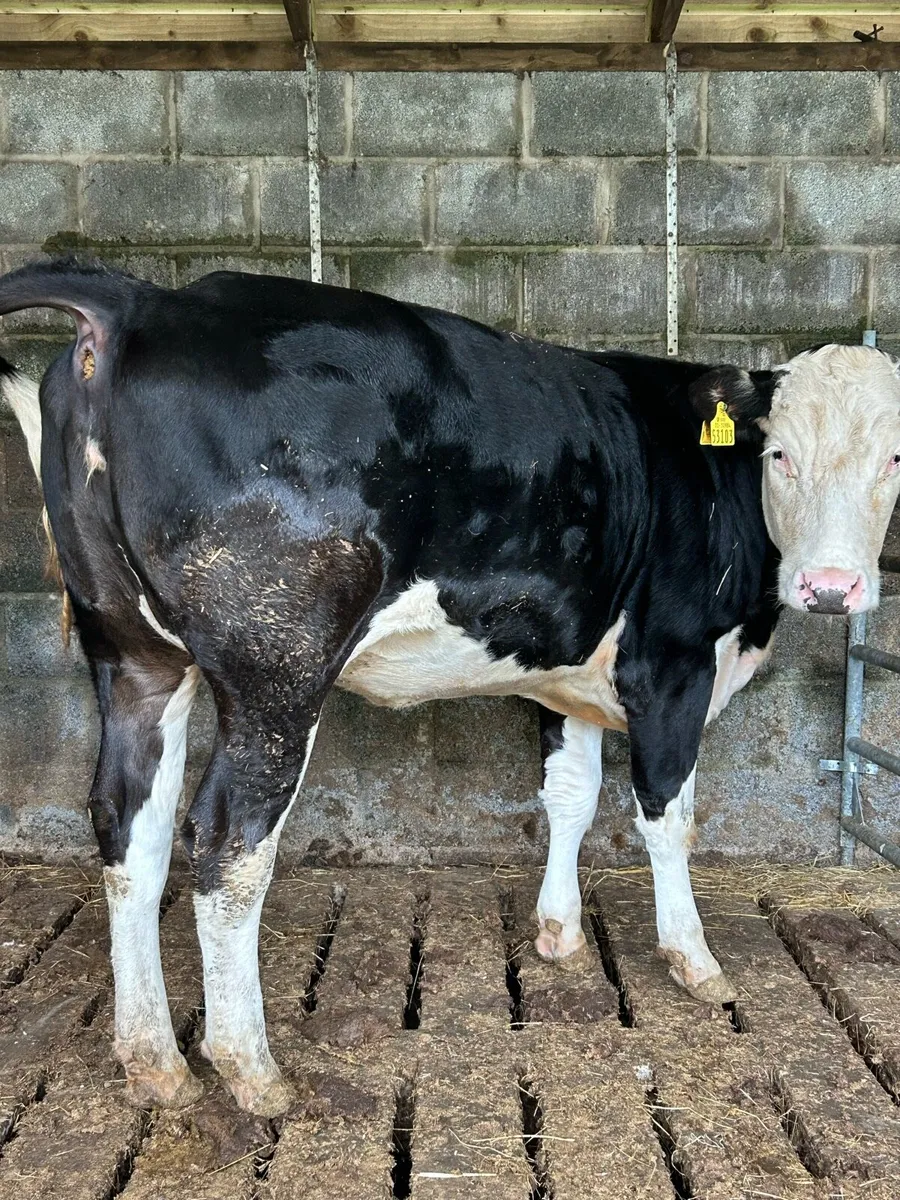 Hereford heifer - Image 4