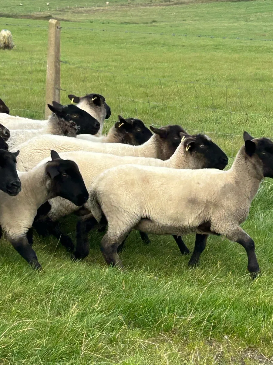 ***GENUINE BREEDING EWES**** - Image 2