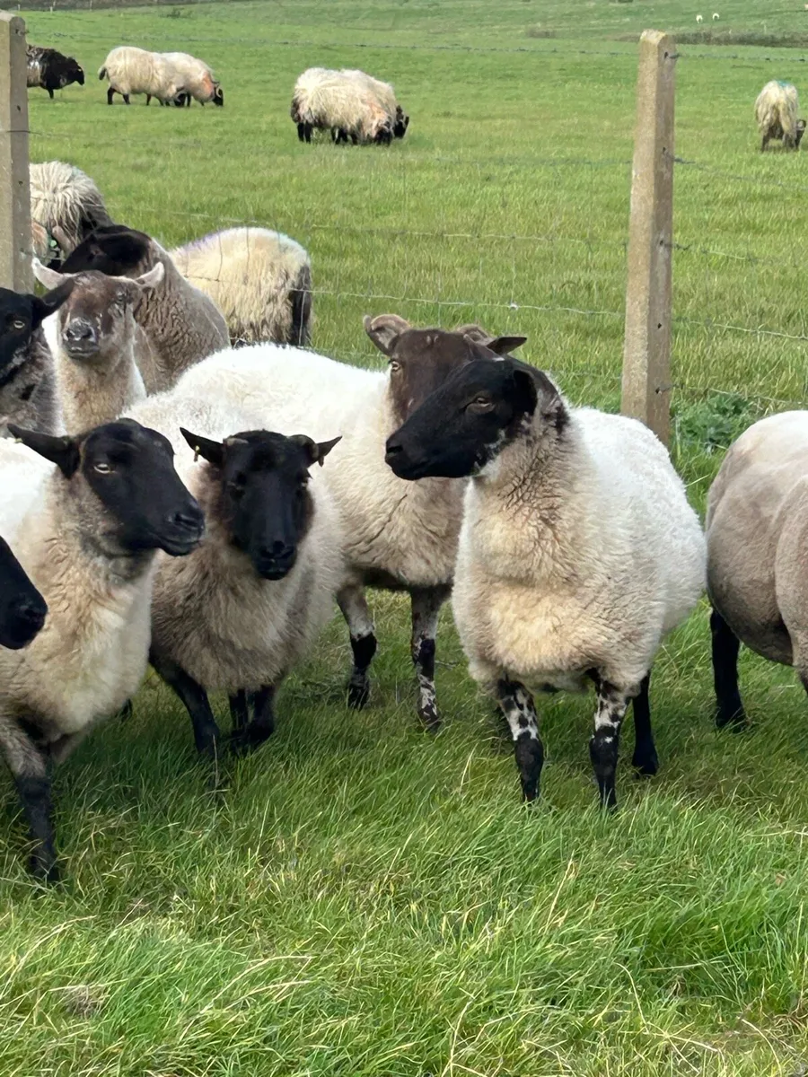 ***GENUINE BREEDING EWES**** - Image 3