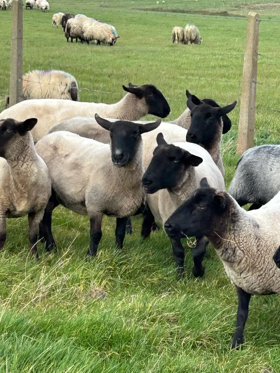 ***GENUINE BREEDING EWES**** - Image 4