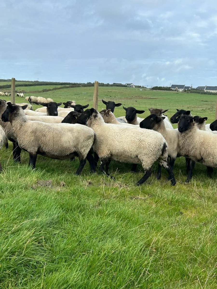 ***GENUINE BREEDING EWES**** - Image 1