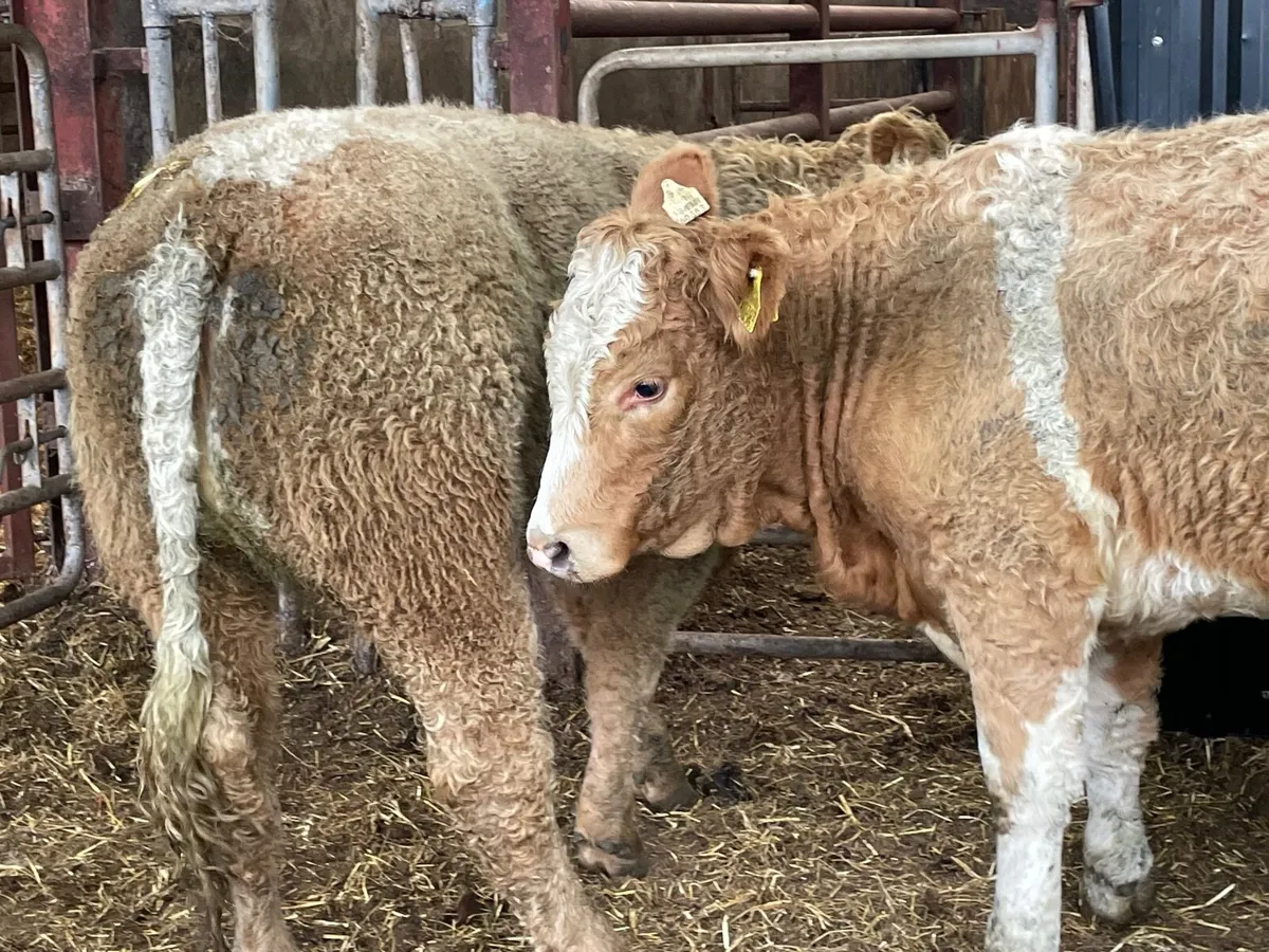 3 super breeding heifers Charlie salar x - Image 2