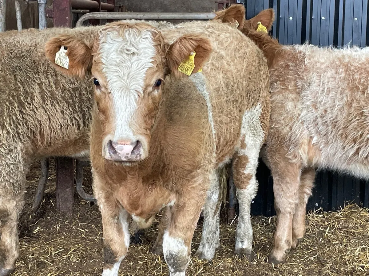 3 super breeding heifers Charlie salar x - Image 4