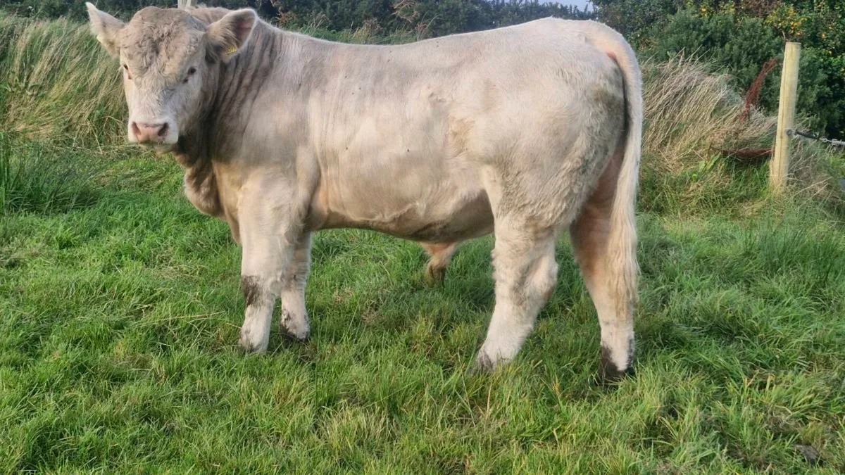 Charolais bull - Image 1