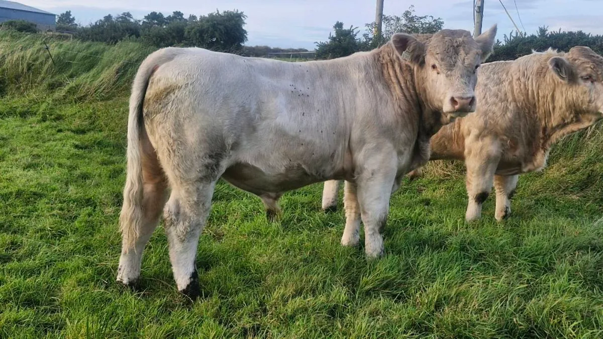 Charolais bull - Image 3