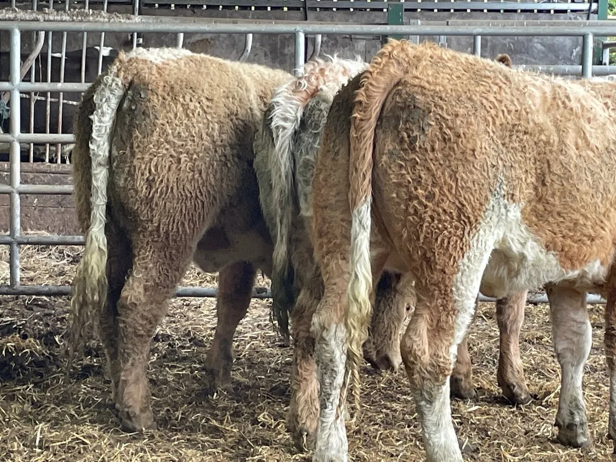 3 super breeding heifers Charlie salar x - Image 3