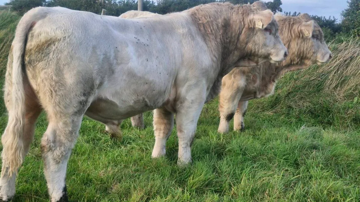 Charolais bull - Image 4