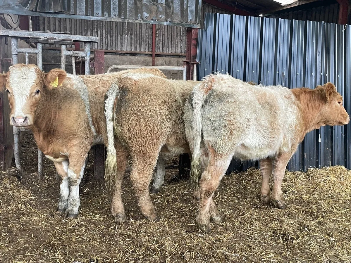 3 super breeding heifers Charlie salar x - Image 1