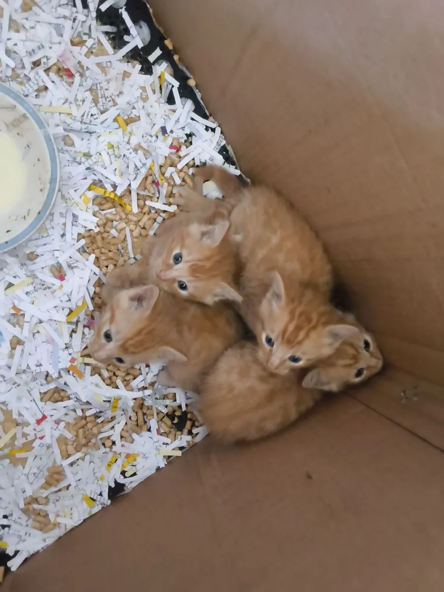 Kittens