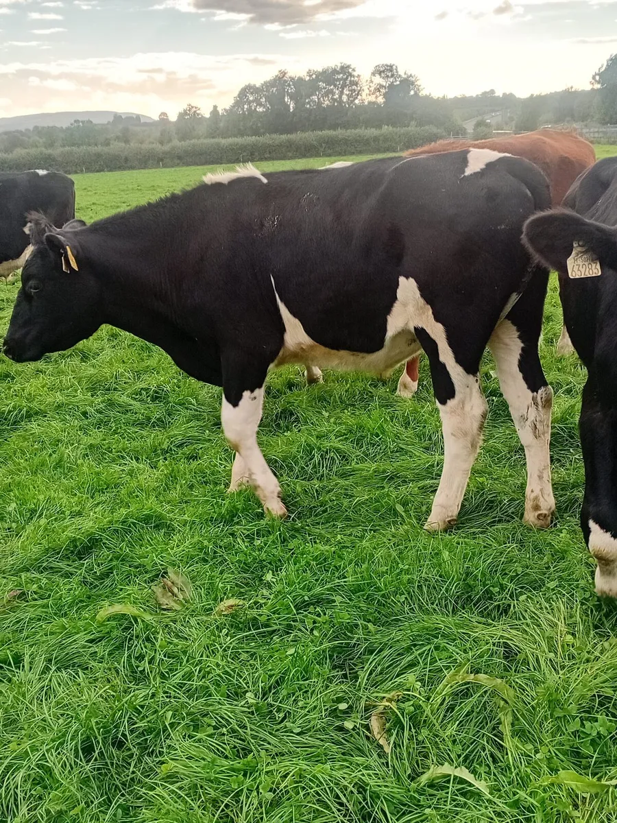 12 friesan bullocks 340 to 380 kgs - Image 1