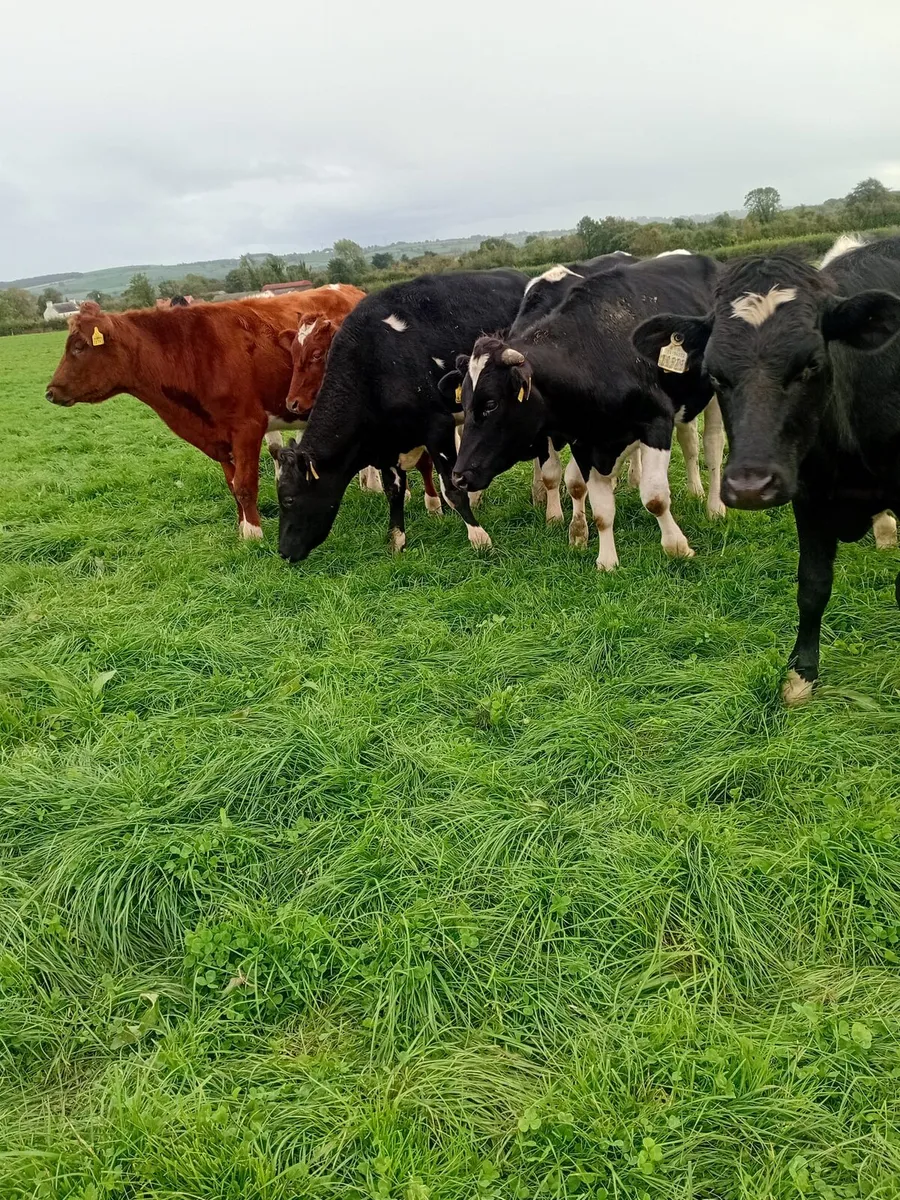 12 friesan bullocks 340 to 380 kgs - Image 3