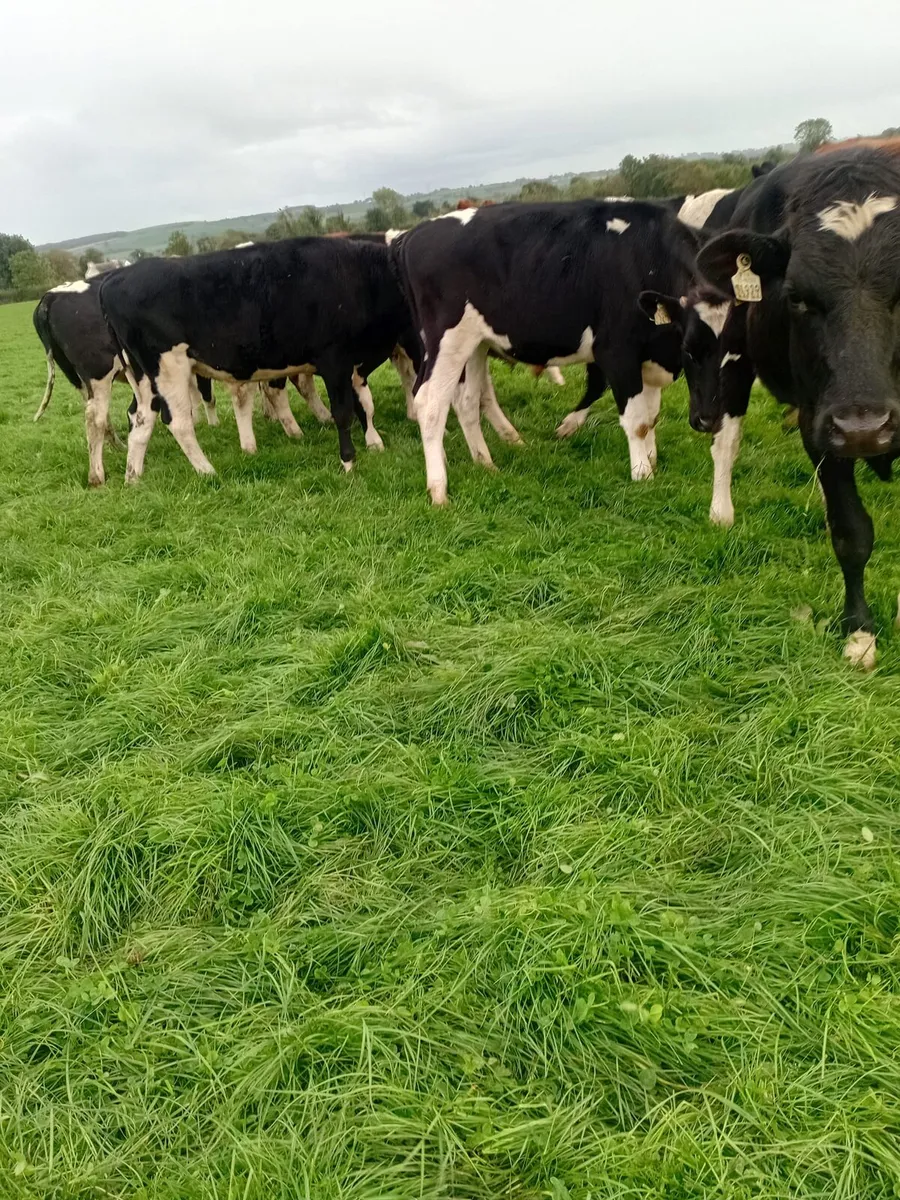 12 friesan bullocks 340 to 380 kgs - Image 4